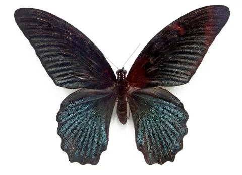 Butterfly Stock Photos