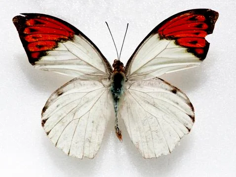 Butterfly Stock Photos