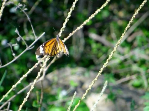 Butterfly 스톡 사진