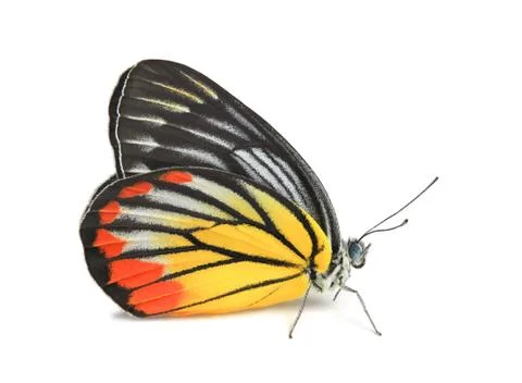 Butterfly Stock Photos