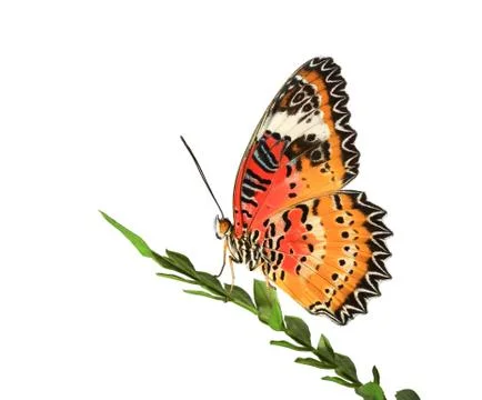 Butterfly Stock Photos