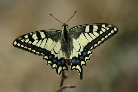 Butterfly Stock Photos