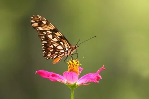 Butterfly Stock Photos
