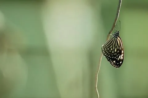 Butterfly Stock Photos