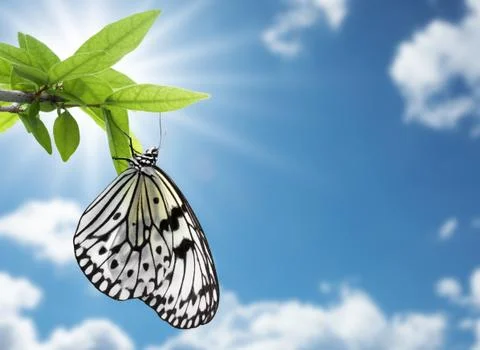 Butterfly Stock Photos