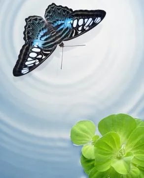Butterfly Stock Photos