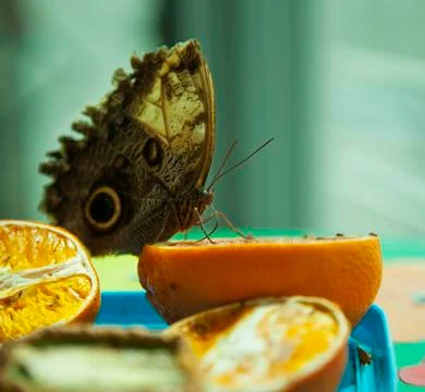 Butterfly Foto stock