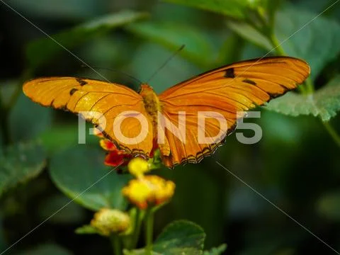 Butterfly Stock Photos
