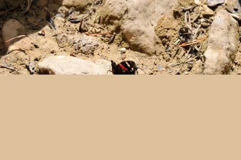 Butterfly 스톡 사진