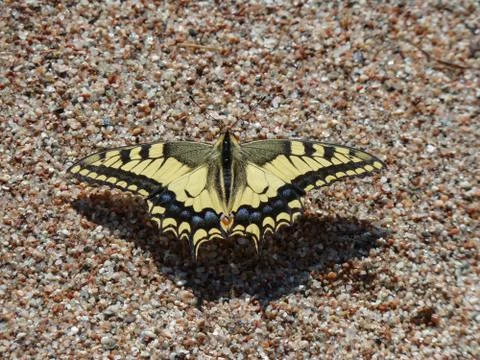 Butterfly Stock Photos