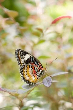 Butterfly Foto stock