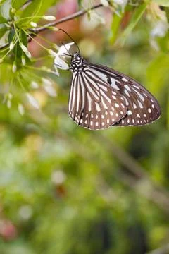 Butterfly Stock Photos