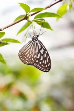Butterfly Foto stock