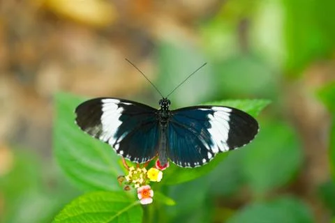 Butterfly Stock Photos