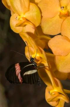 Butterfly Stock Photos