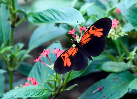 Butterfly Stock Photos