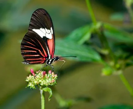 Butterfly Stock Photos