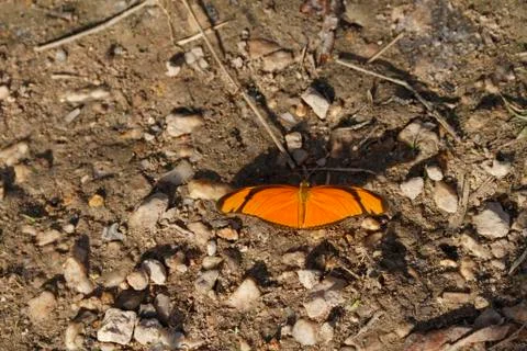 Butterfly Stock Photos