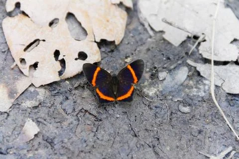 Butterfly Stock Photos