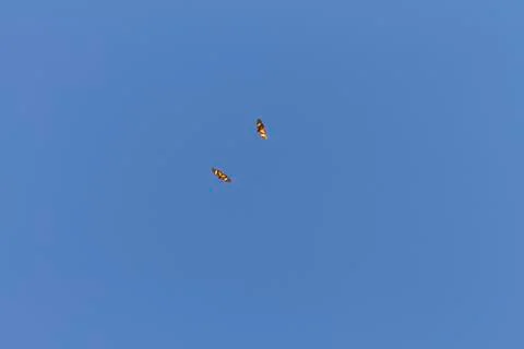 Butterfly Stock Photos