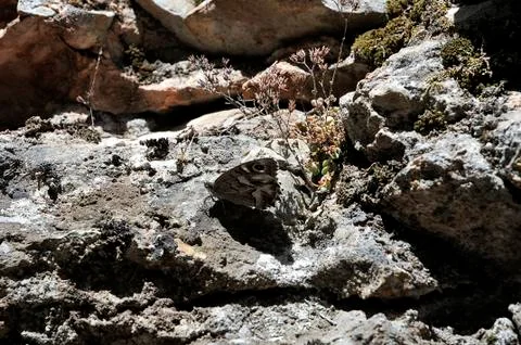 Butterfly 写真素材