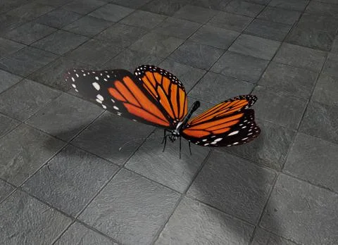 Butterfly Stock Photos
