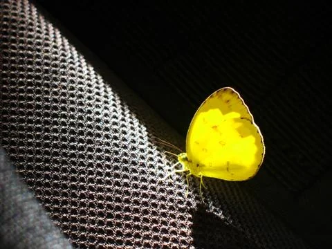 Butterfly Stock Photos