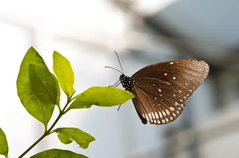A butterfly Foto stock