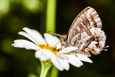 Butterfly Stock Photos
