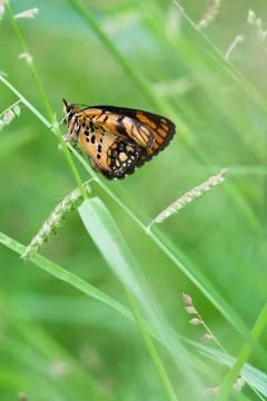 Butterfly Stock Photos