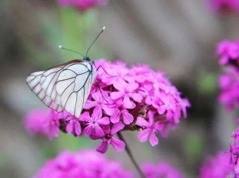 Butterfly Stock Photos