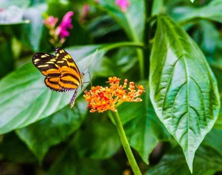 Butterfly 写真素材