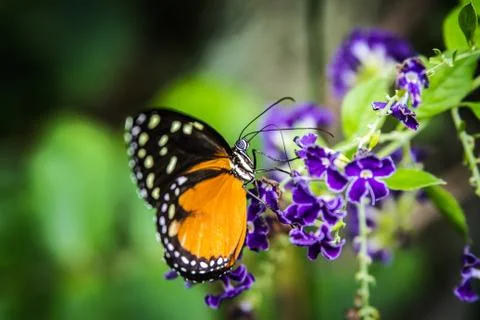 Butterfly 写真素材