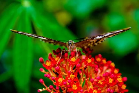 Butterfly 写真素材