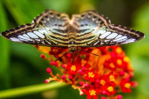 Butterfly 写真素材