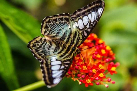 Butterfly 写真素材