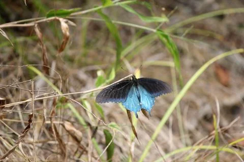 Butterfly Foto stock