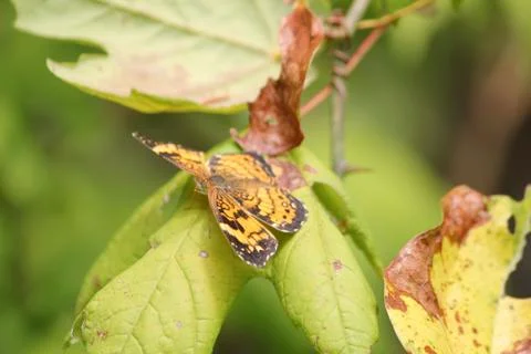 Butterfly Foto stock
