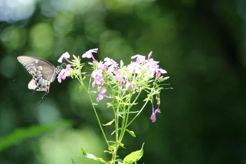 Butterfly Foto stock