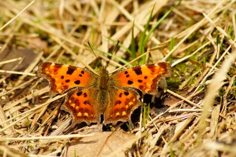 Butterfly Stock Photos
