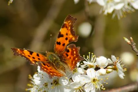 Butterfly Stock Photos