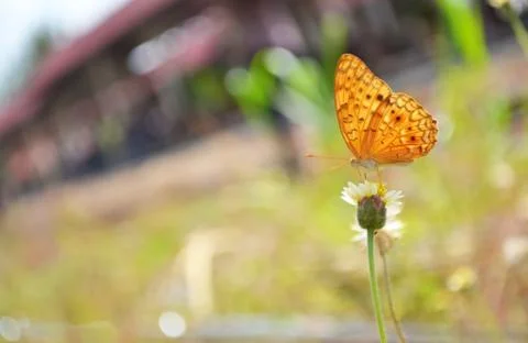 Butterfly Foto stock