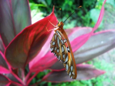 Butterfly 스톡 사진