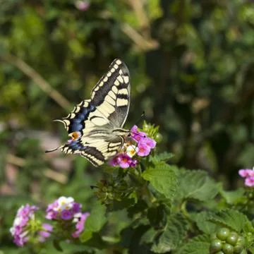 Butterfly Foto stock