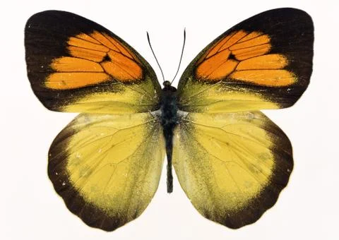 Butterfly Stock Photos