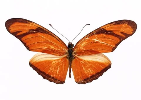 Butterfly Stock Photos