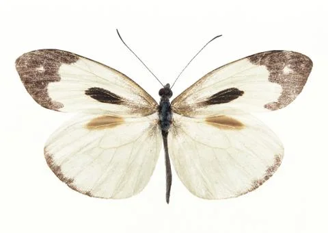 Butterfly Stock Photos