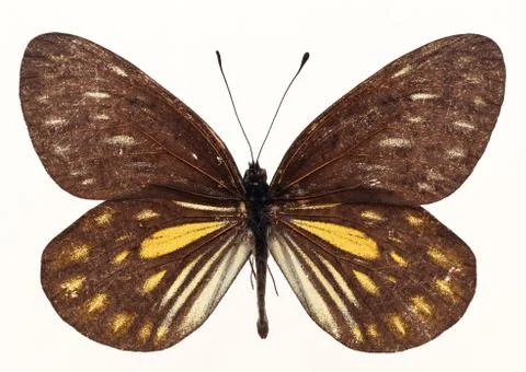 Butterfly Stock Photos