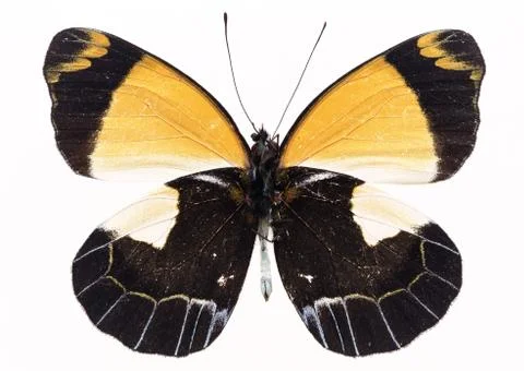Butterfly Stock Photos