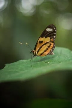 Butterfly Stock Photos